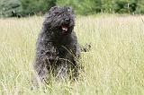 BOUVIER DES FLANDRES 036